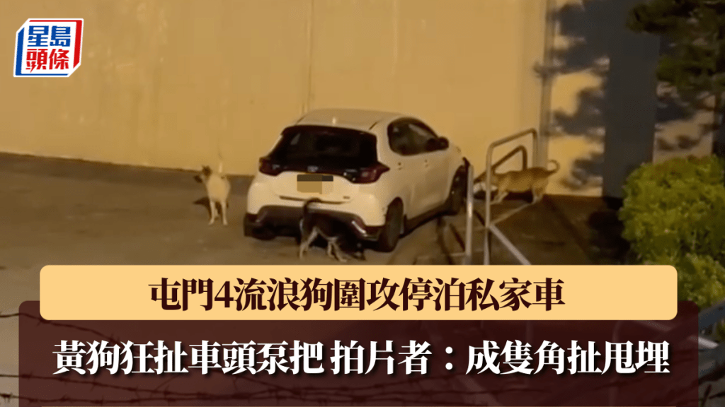 屯門四流浪狗圍攻私家車 車頭泵把遭扯脫損毀
