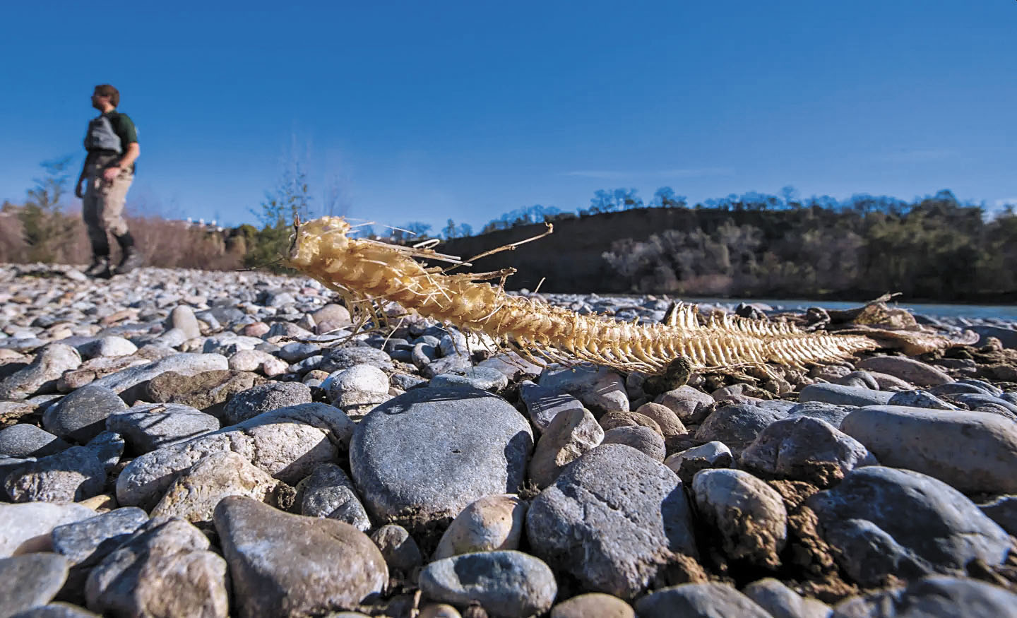 圖為沙加緬度河位於雷丁（Redding）沿岸的奇努克鮭魚魚骨。洛杉磯時報