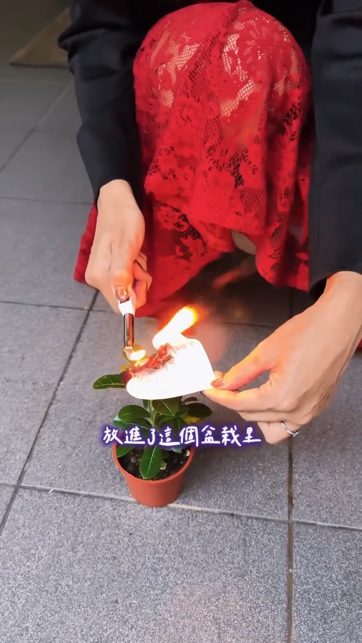 然後將灰燼放進一盆沙漠玫瑰的土壤裡。