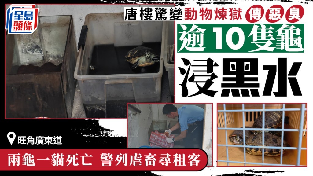 旺角唐樓單位傳惡臭 警破門揭發動物照顧不善事件