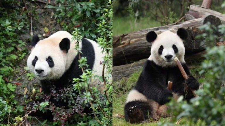 中美新一輪大熊貓保護合作啟動 亞特蘭大動物園迎接「平平」「福雙」