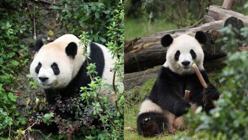 中美新一輪大熊貓保護合作啟動 亞特蘭大動物園迎接「平平」「福雙」
