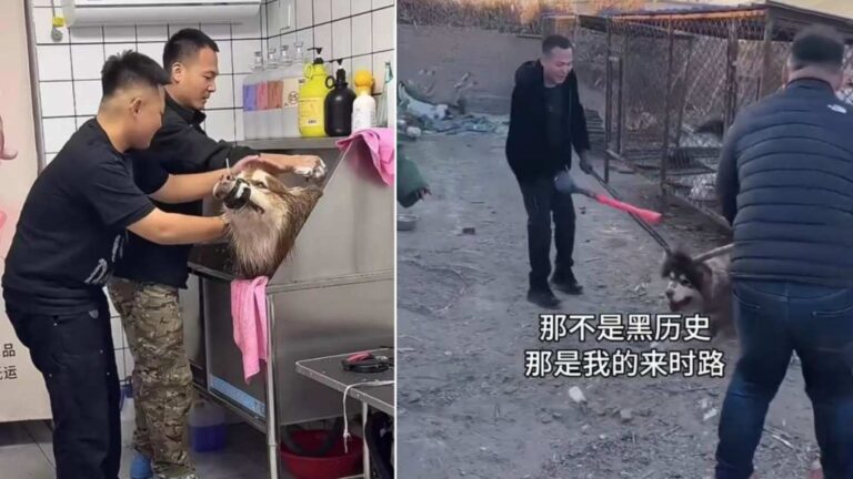 網紅馴狗師言論致狗主遭網絡暴力 法院終審判決公開道歉及賠償