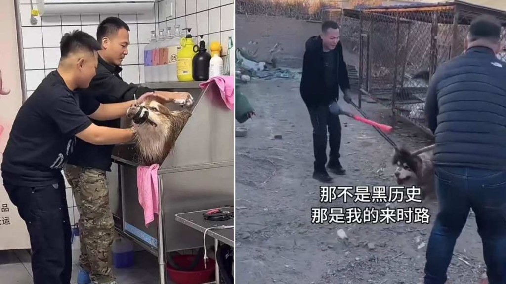 網紅馴狗師言論致狗主遭網絡暴力 法院終審判決公開道歉及賠償