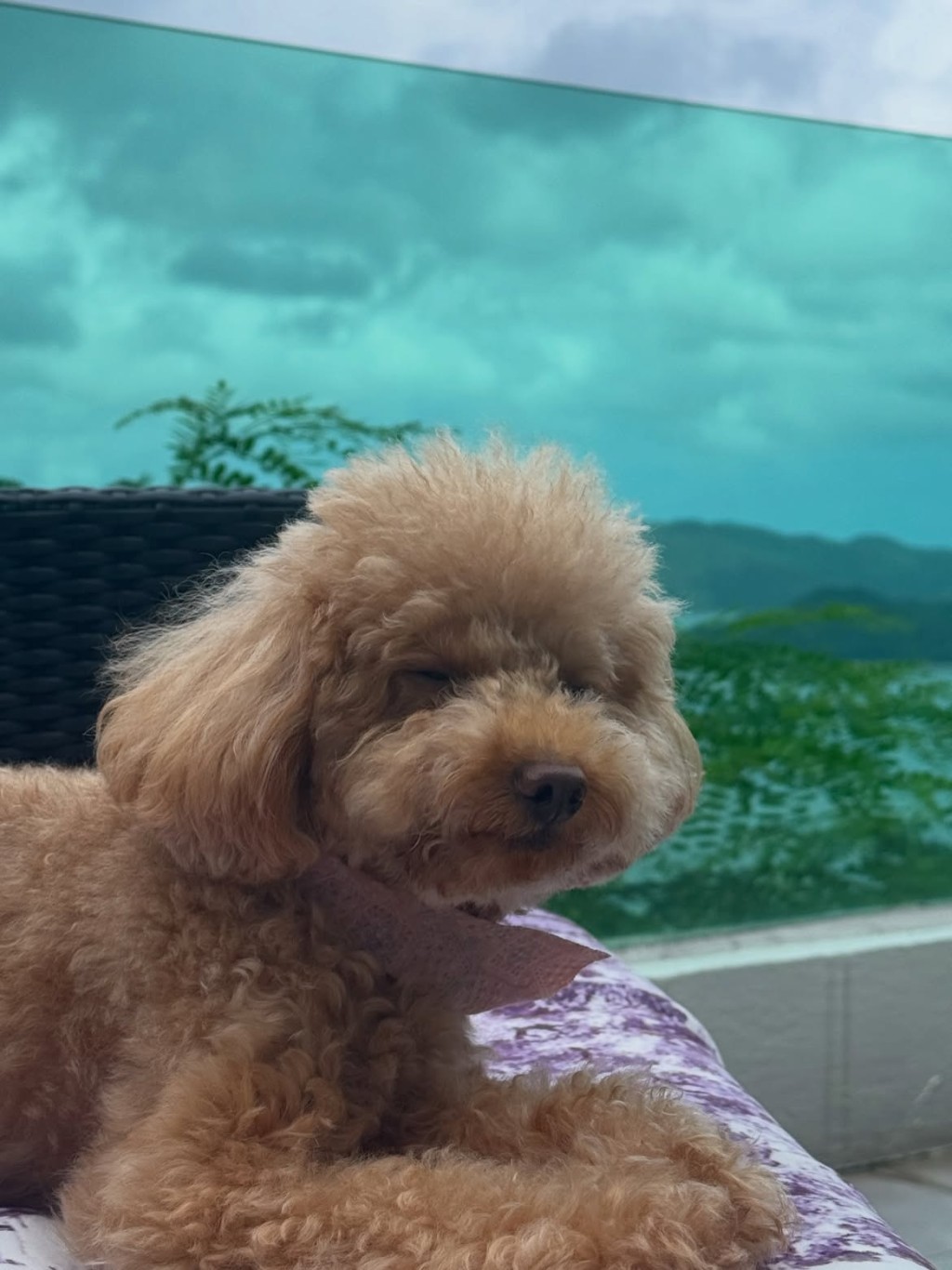 李克勤19歲的兒子李立仁,在IG分享愛犬的照片。