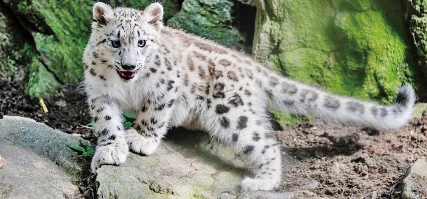 薩爾卡目前健康狀況良好。布朗士動物園臉書圖片