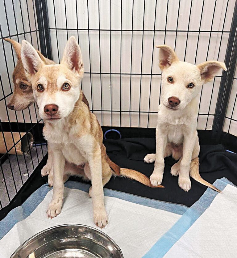 屋崙動物服務中心大型犬收容量已達上限，呼籲民眾領養或擔任寄養家庭。屋崙市政府