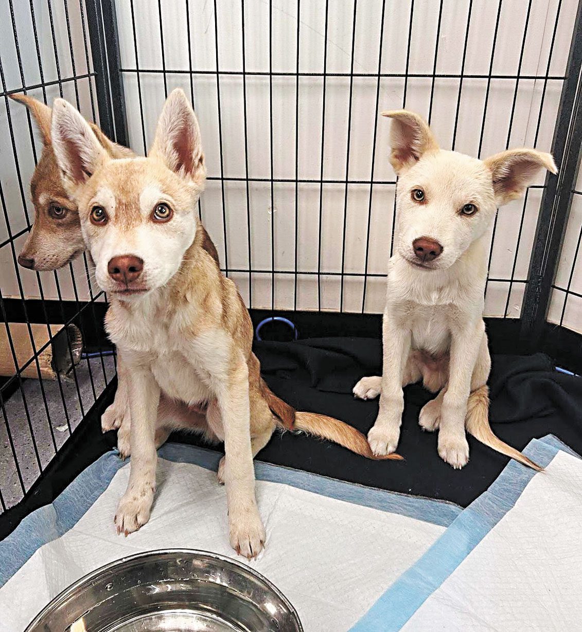 屋崙動物服務中心大型犬收容量已達上限，呼籲民眾領養或擔任寄養家庭。屋崙市政府