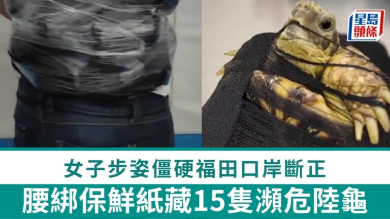 深圳福田口岸海關查獲旅客腰綁瀕危陸龜入境案