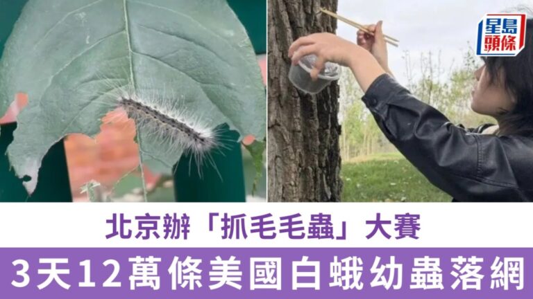 北京舉辦抓毛毛蟲大賽 動員民眾參與美國白蛾防治
