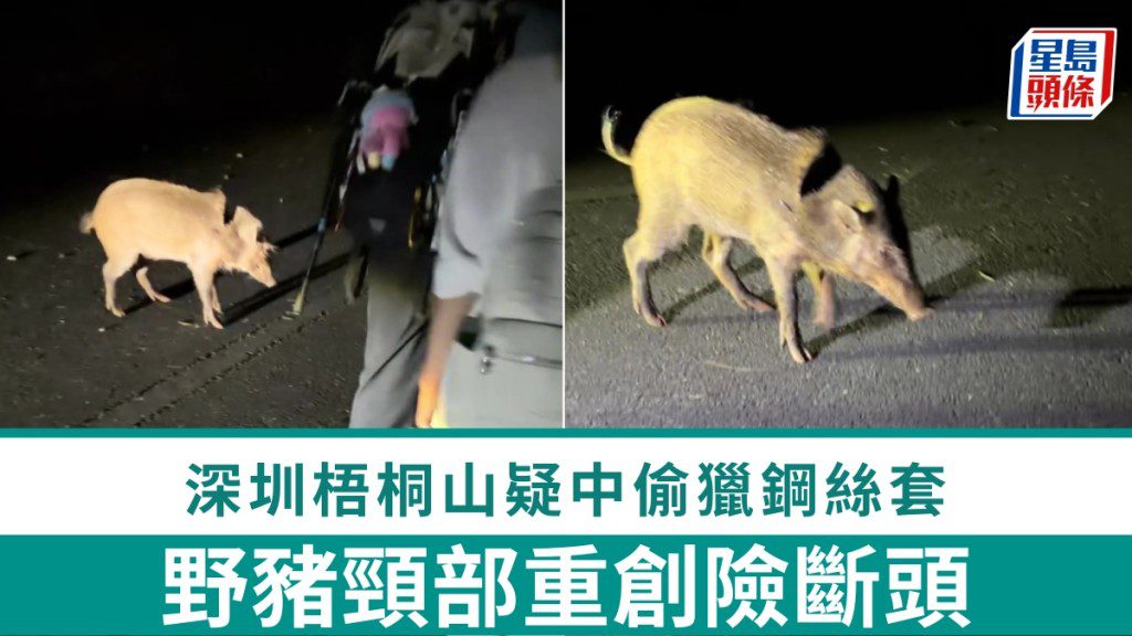 深圳梧桐山野豬頸部嚴重受傷 疑誤中非法獵套