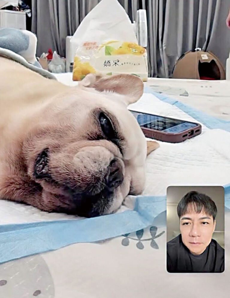 陳隨意通過視訊與愛犬告別。網上圖片