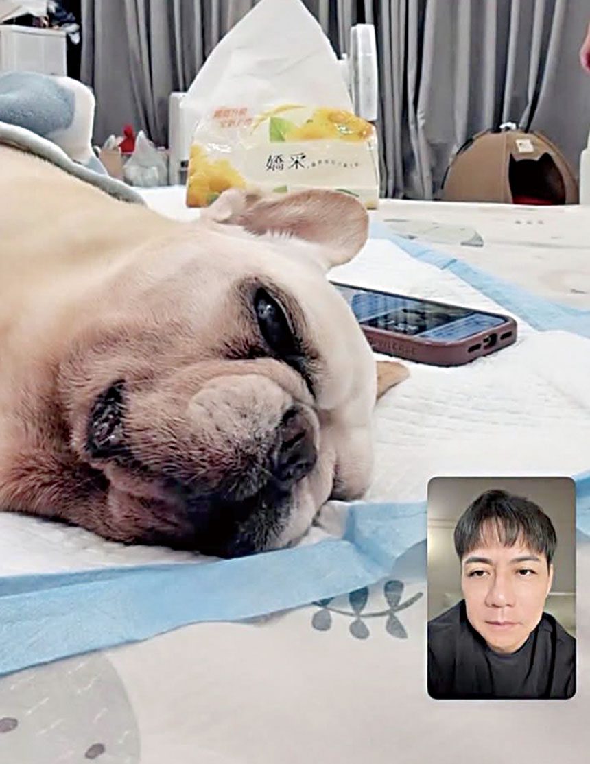 陳隨意通過視訊與愛犬告別。網上圖片