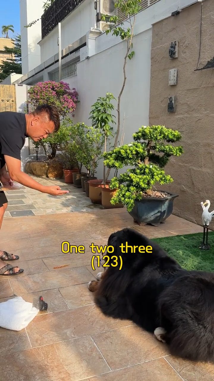 叻哥對愛犬發出指令,需倒數三秒才可進食,顯示狗狗訓練有素。