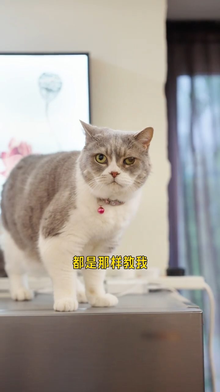 陳百祥笑說,太太黃杏秀訓練他的方法,與訓練家中的貓咪無異。