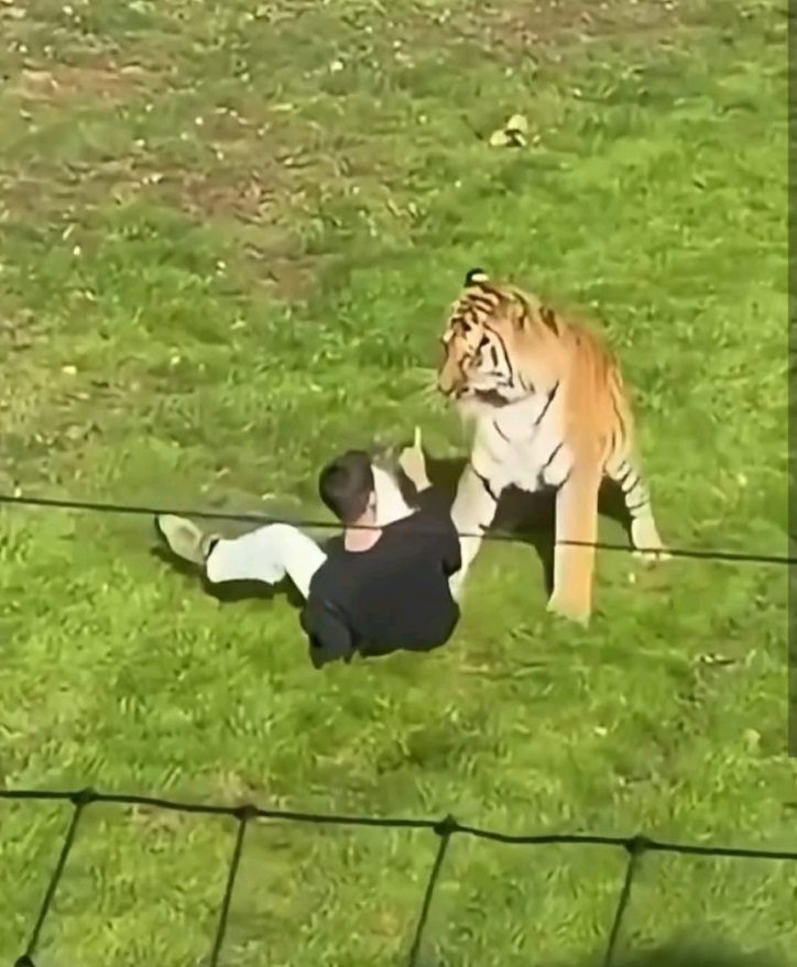 William上周六於約克郡野生動物園擅闖老虎區,遭東北虎襲擊後不治。