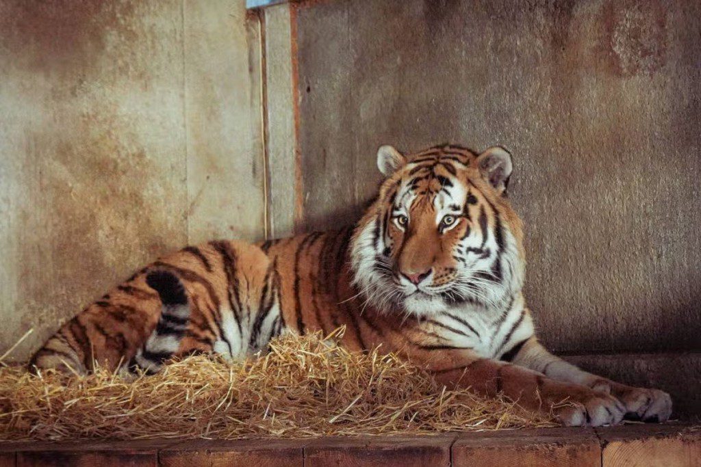 動物園方面表明,不會對涉事的東北虎Altai採取人道毀滅。
