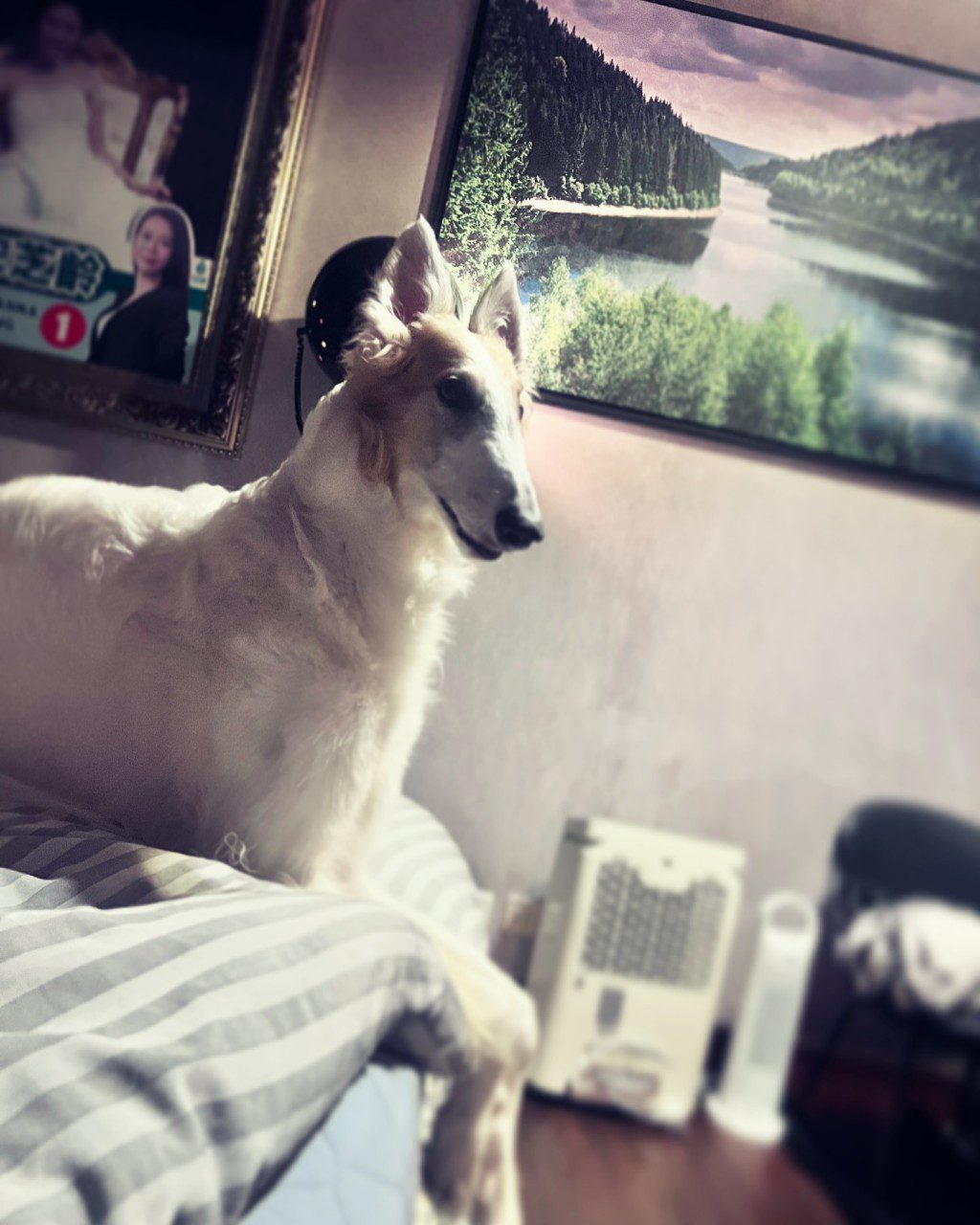 宋芝齡飼養的愛犬身價不菲。