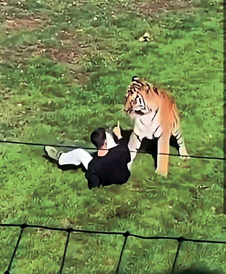 William上周六擅闖約克郡野生動物園的老虎活動區，最終被東北虎襲擊傷重致死。