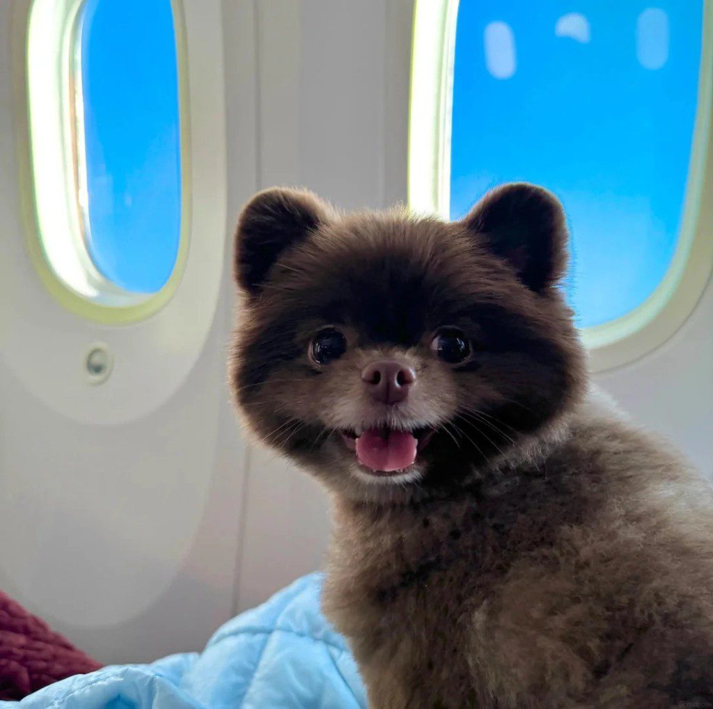 鍾欣潼帶著愛犬Kuma乘坐飛機,待遇如同頭等艙。
