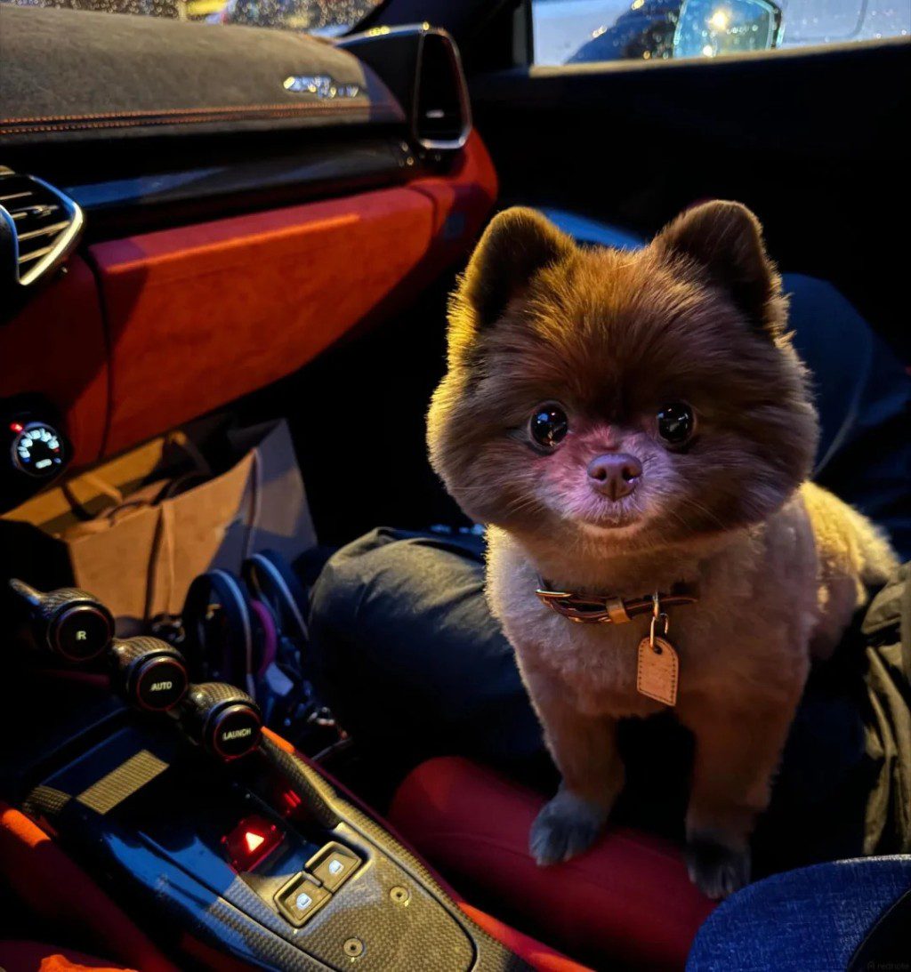鍾欣潼的愛犬Kuma坐在豪華跑車內。
