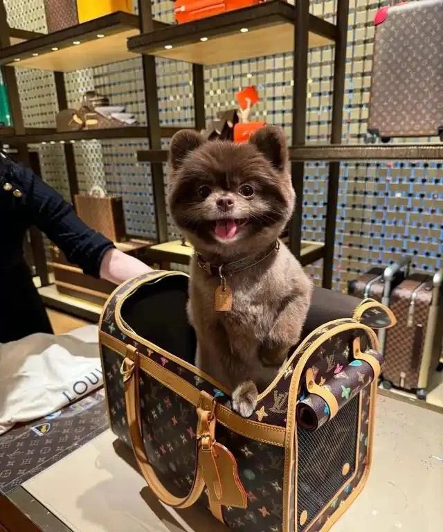 鍾欣潼的愛犬Kuma安坐在LV寵物旅行袋中,樣子可愛。