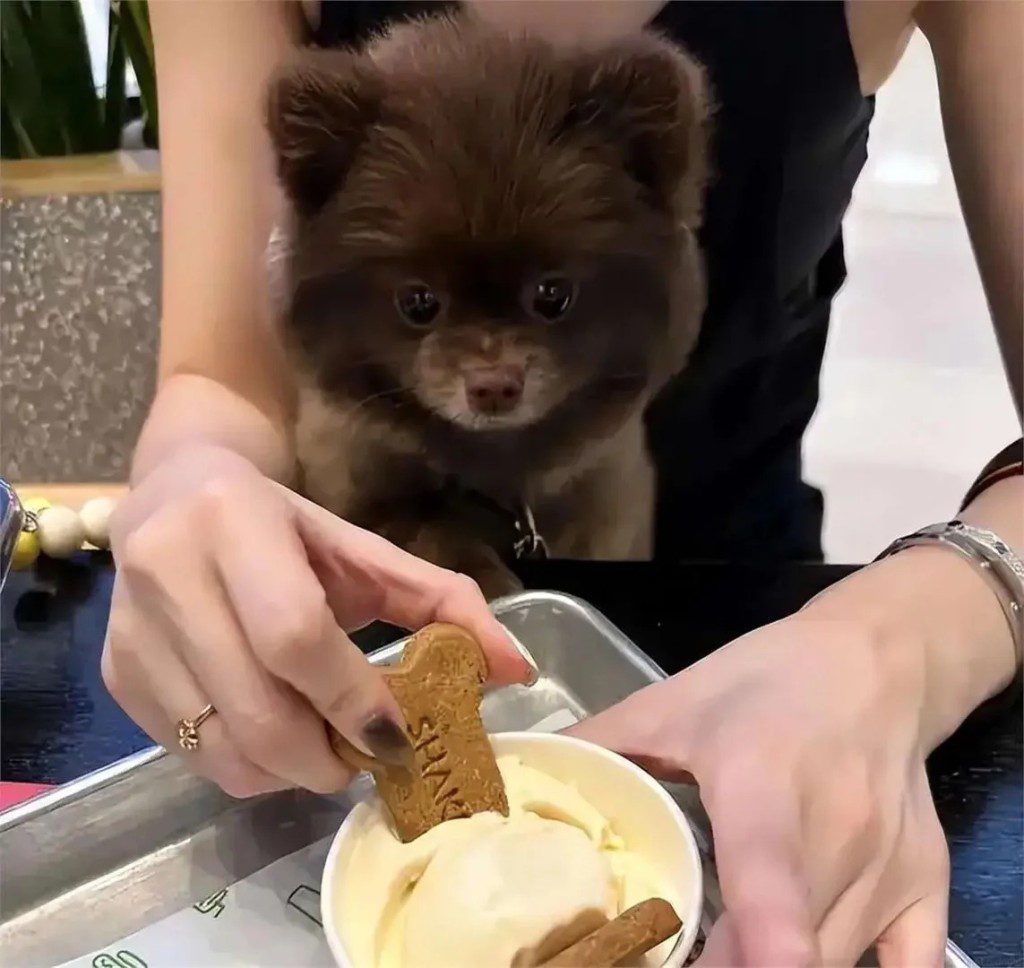 鍾欣潼親自餵飼愛犬Kuma,場面溫馨。
