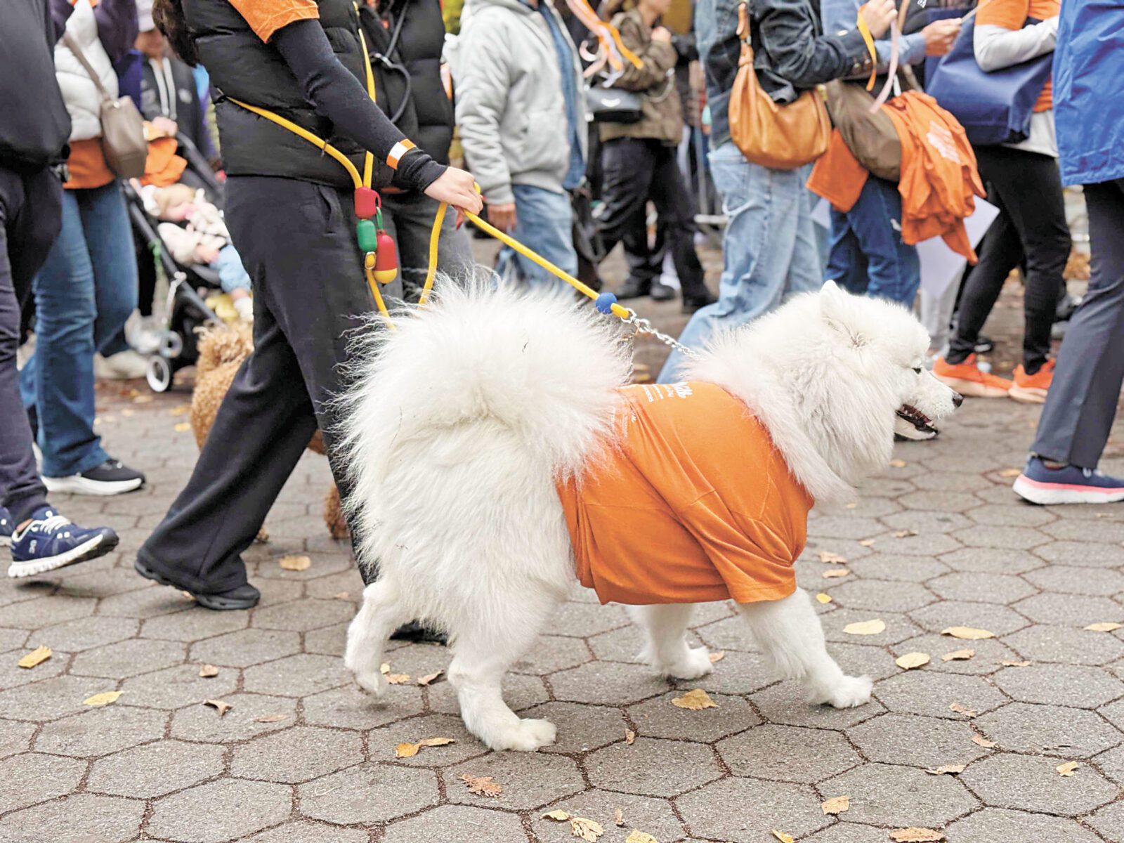 活動現場亦不乏身穿橘色服飾和主人一起參與步行的小動物們。