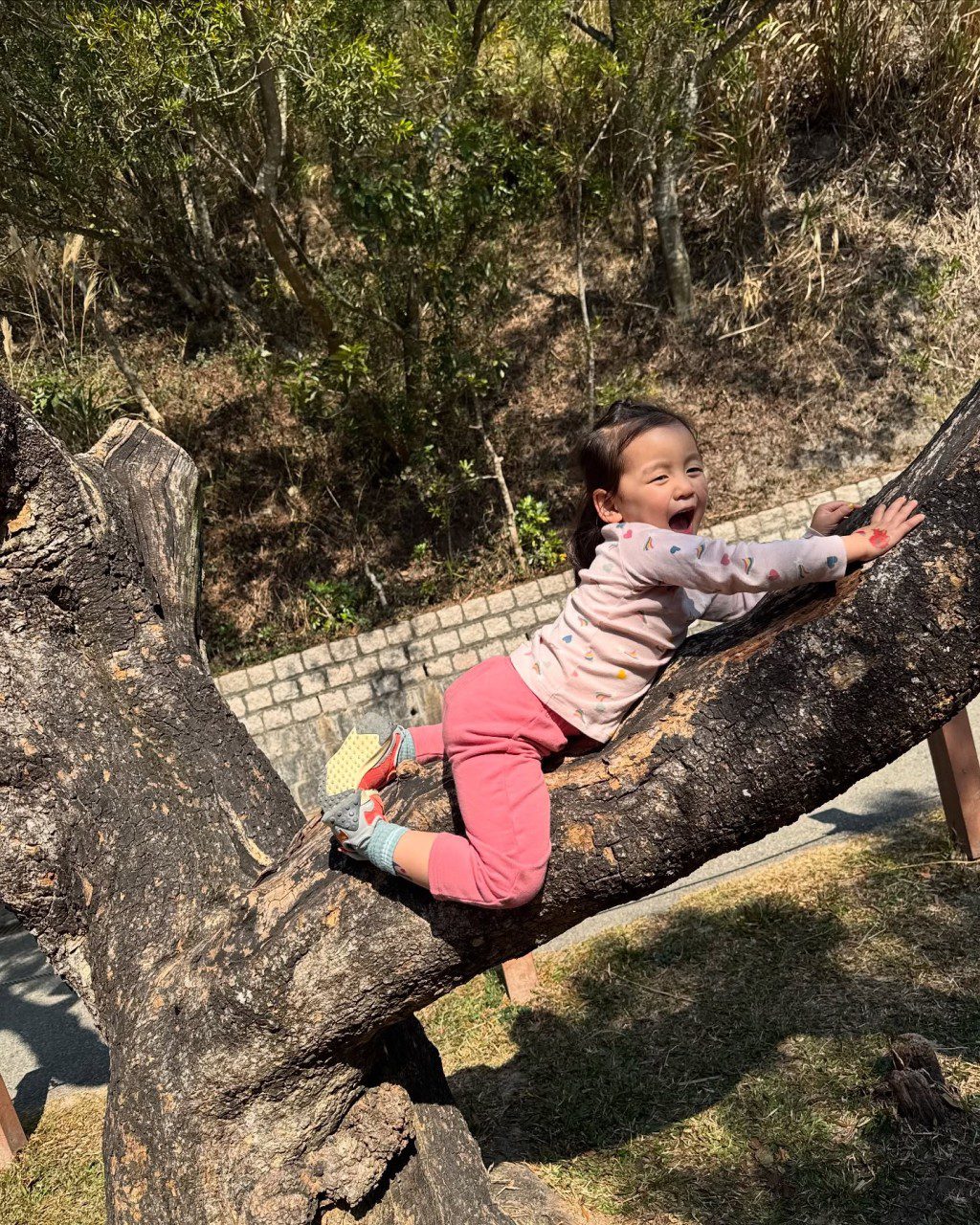 當時只有3歲的Sir Face爬樹不怕跌倒。