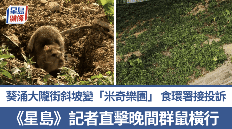 葵涌大隴街斜坡鼠患嚴重 食環署接獲投訴加強防治