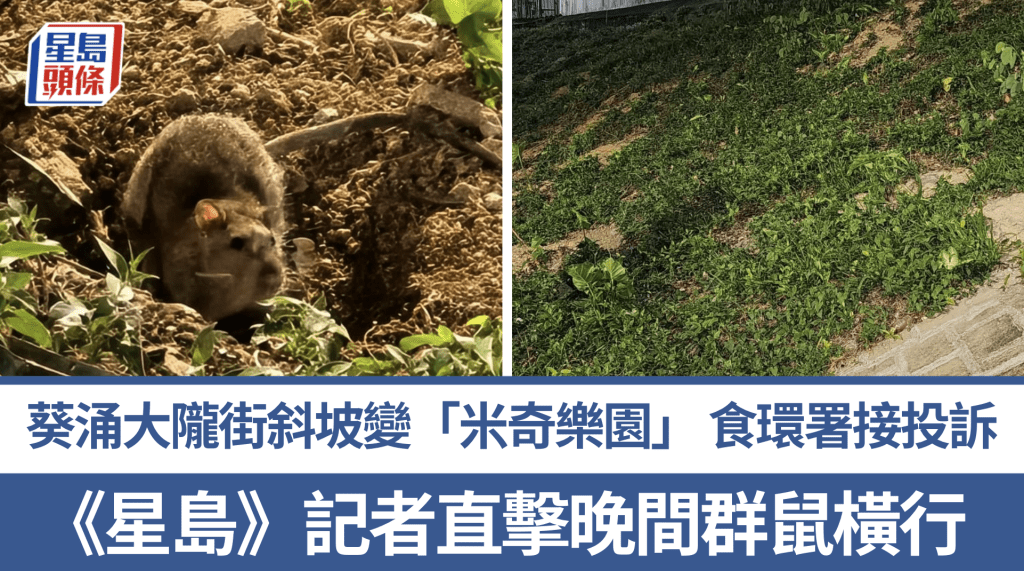 葵涌大隴街斜坡鼠患嚴重 食環署接獲投訴加強防治