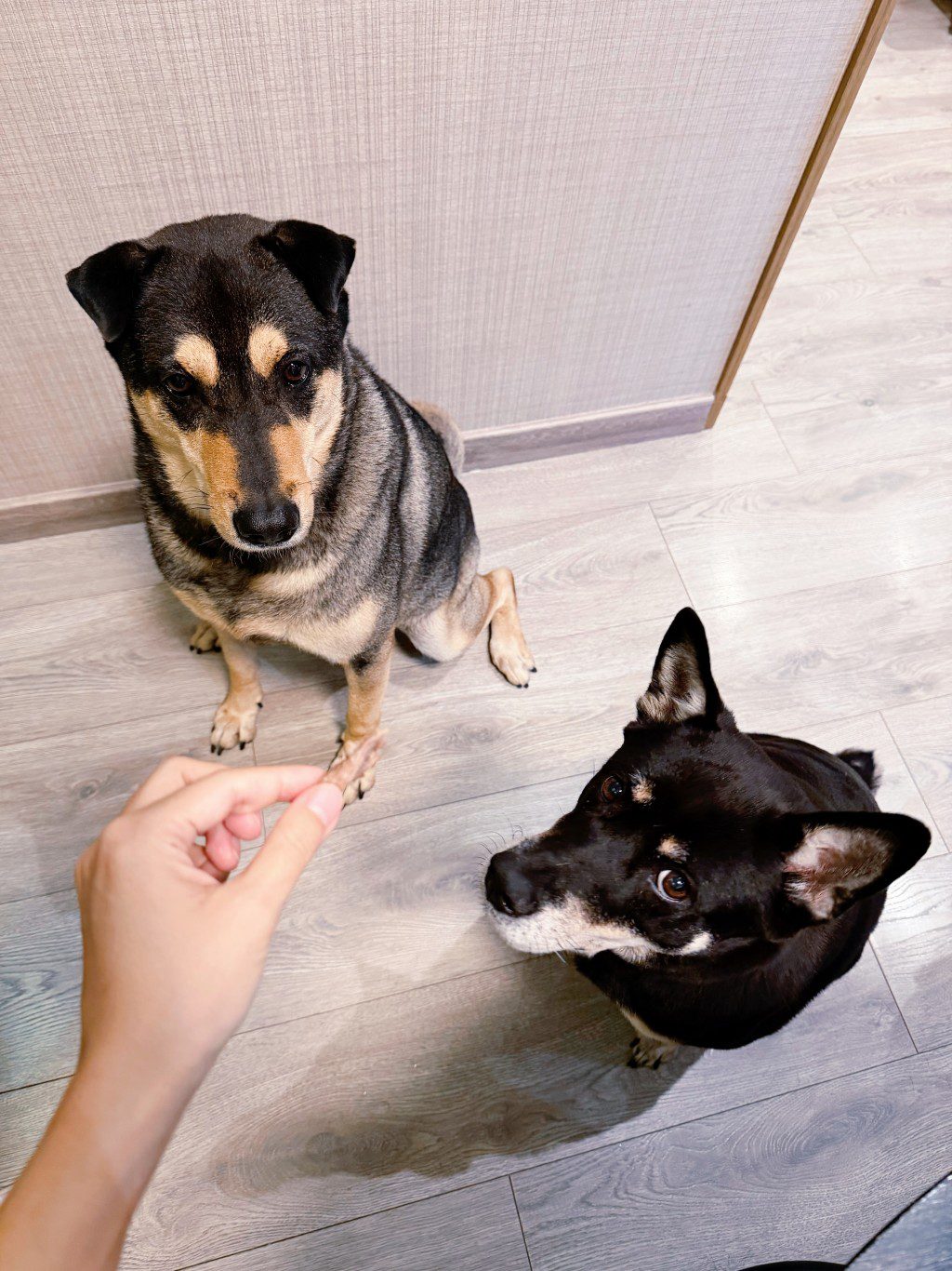 黃心穎與泥鯭親手餵飼愛犬,享受簡單的幸福時光。