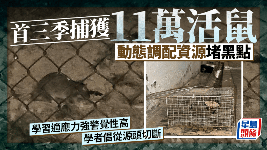 首三季捕獲逾11萬活鼠 食環署動態調配資源 學者倡源頭切斷鼠患